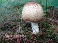 Agaricus augustus-amf159-1